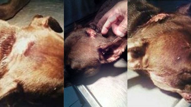 Una perra fue atacada a machetazos en Santa Fe