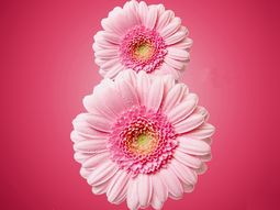 ¿Por qué hoy se conmemora el #DíadelaMujer?