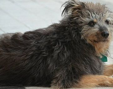 Una multitud se reunió para darle el último adiós al perro más querido
