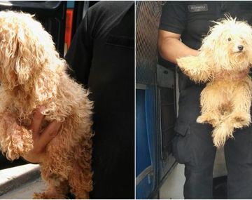 Clausuran un criadero ilegal de Caniche Toy en Liniers