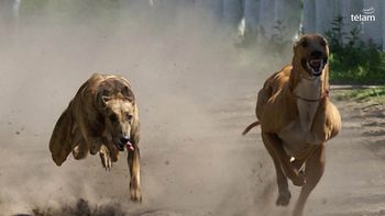 A pesar de la prohibición se siguen haciendo carreras de galgos A pesar de la prohibición se siguen haciendo carreras de galgos