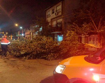 Un temporal de viento en Mar del Plata provocó la caída de árboles 