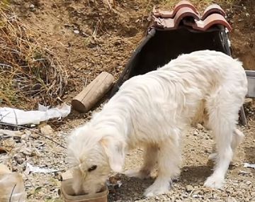 Un perro vive hace un año y medio en el lugar donde murió el dueño en un choque