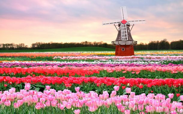 Keukenhof