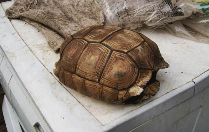 Mutiló tortuga, le sacó fotos y las subió a Facebook