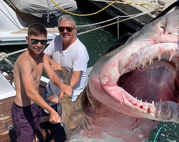 Alarma en Punta del Este por la pesca de tiburones en peligro de extinción 