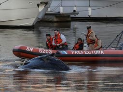 ¿desaparecio la ballena que estaba varada en puerto madero? ¿desaparecio la ballena que estaba varada en puerto madero?