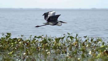Ibera_flor_cb_180611_3_42409 Ibera_flor_cb_180611_3_42409