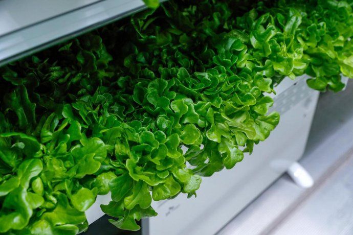 La lechuga tuvo un aumento de precio debido a las condiciones climáticas.&nbsp;