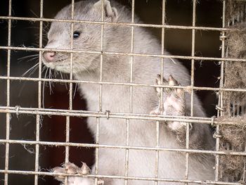 Coronavirus en animales: Dinamarca es el mayor exportador mundial de pieles de visón