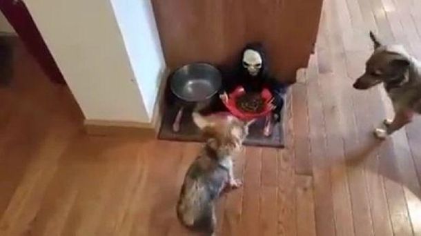 Imposible comer así: este perro no puede acercarse a su plato por culpa de un muñeco