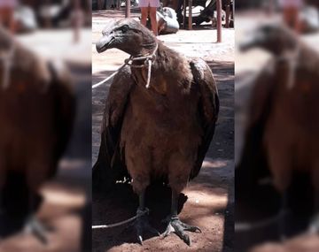 Rescataron en Salta a un cóndor que estaba atado en un taller mecánico