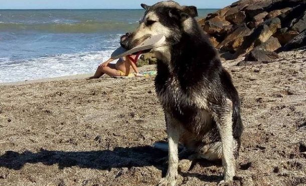 El perro que roba ojotas en Santa Clara