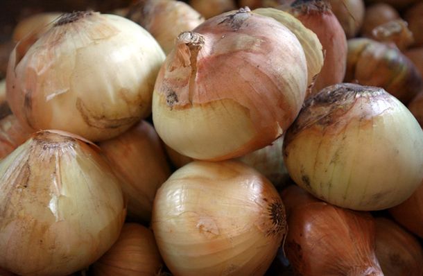 Cebolla
