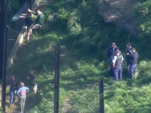 Un zoológico de Sídney cerró luego de que se escaparan cinco leones