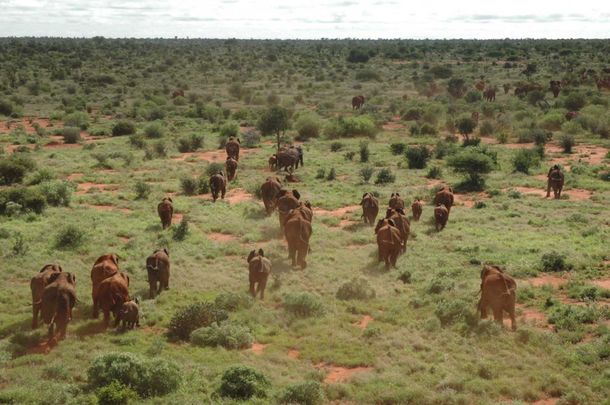 Google crea mapas satelitales para evitar la caza de elefantes