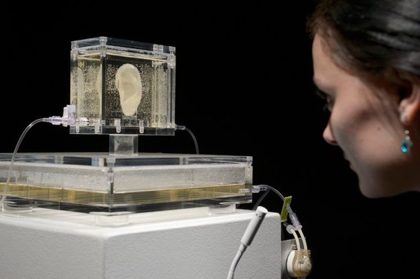 Reproducen la oreja cortada de Van Gogh con ADN de un descendiente y la exponen en un museo