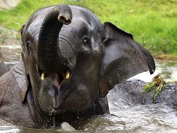 Elefante