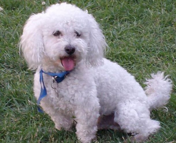 La Justicia ordenó un ADN y una mujer recuperó a su caniche