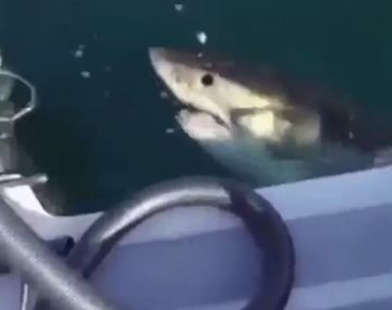 Disfrutaban de la pesca y apareció un tiburón