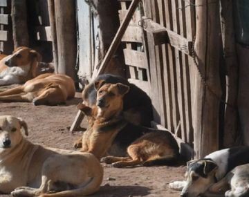 Conmoción en Mendoza por la matanza de al menos 20 perros