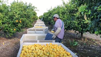 Los trabajadores argentinos cobran 8 pesos por bolsa de limones recogida en Uruguay. Los trabajadores argentinos cobran 8 pesos por bolsa de limones recogida en Uruguay.