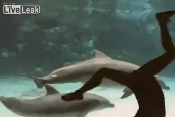 VIDEO: Una chica logra hacer reír a un grupo de delfines