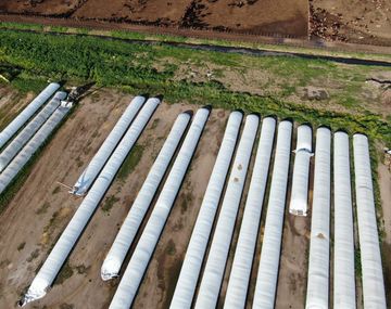 AFIP descubre que productores subdeclararon stoks de granos y les reclama $27.000 millones