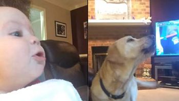 video: mira la competencia de aullidos entre dos perros y un bebe video: mira la competencia de aullidos entre dos perros y un bebe