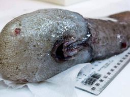 australia: un pez sin cara fue redescubierto despues de 100 anos australia: un pez sin cara fue redescubierto despues de 100 anos