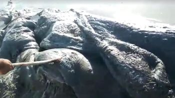 video: encontraron un desconocido y extrano animal maritimo en acapulco video: encontraron un desconocido y extrano animal maritimo en acapulco