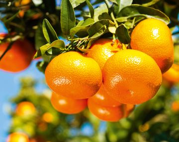 La mandarina que mató a una nena tenía un veneno prohibido