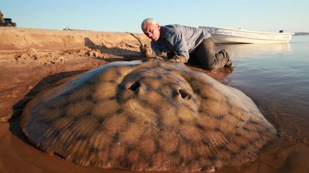 Mantarraya gigante 1