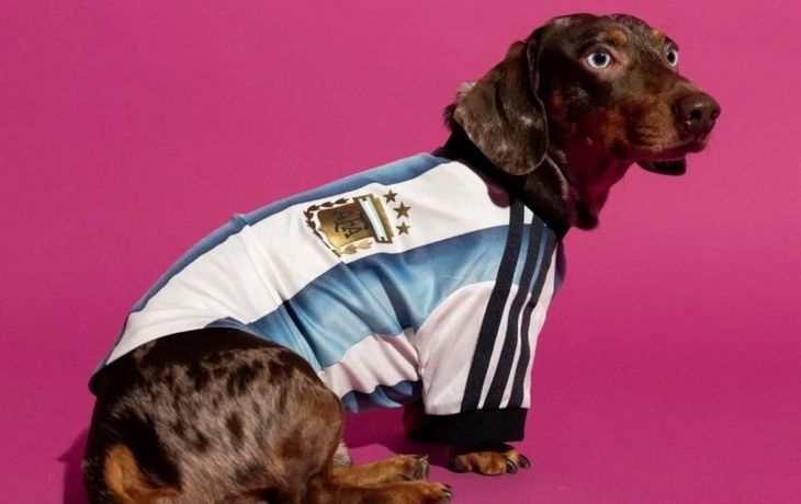 Cuánto cuestan las camisetas oficiales de la Selección Argentina para mascotas