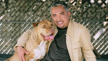 demandan a encantador de perros demandan a encantador de perros