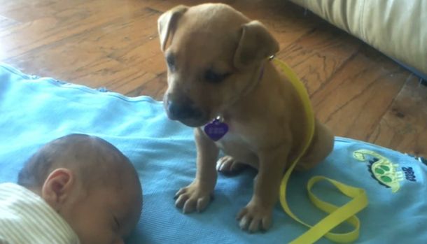 VIDEO: se muere de sueño, pero este perro no deja de ser el mejor niñero del mundo
