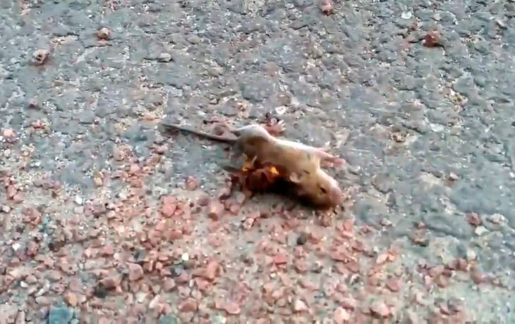 VIDEO: Así mata la avispa asesina que atemoriza a Estados Unidos