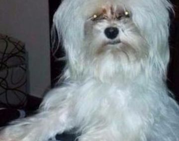 Les robaron el auto con su mascota, Rocco, adentro - Crédito: www.0223.com.ar