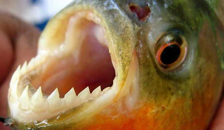 Santa Fe: más de 30 personas heridas por ataques de palometas