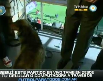Insólito: un perro invadió la cabina de Marcelo Araujo