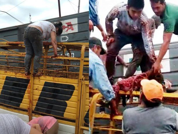 Santiago del Estero: un tren chocó un camión con vacas y los vecinos las faenaron