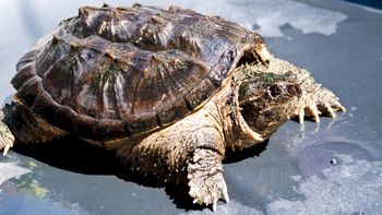el ataque de una tortuga-lagarto genera panico en alemania el ataque de una tortuga-lagarto genera panico en alemania