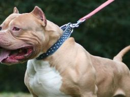 perra heroina: una pitbull salvo a su dueno de una entradera en cordoba perra heroina: una pitbull salvo a su dueno de una entradera en cordoba