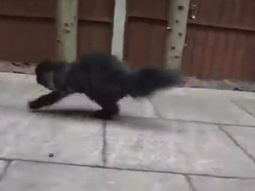 Caffrey, el gato bípedo Caffrey, el gato bípedo