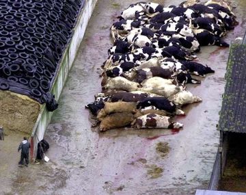 Argentinos eliminan el gen de la vaca loca