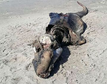 Esta es la extraña criatura que apareció en las costas de Estados Unidos