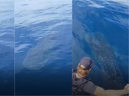 Video viral en Nueva Zelanda: el pez más grande del mundo