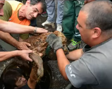 Logran sacar a perro atrapado en alcantarilla