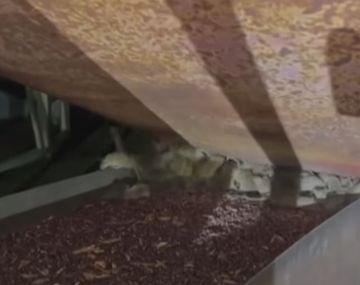 Una invasión de ratas azota al sudeste de Australia