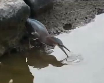 Un pájaro muy inteligente a la hora de salir de pesca